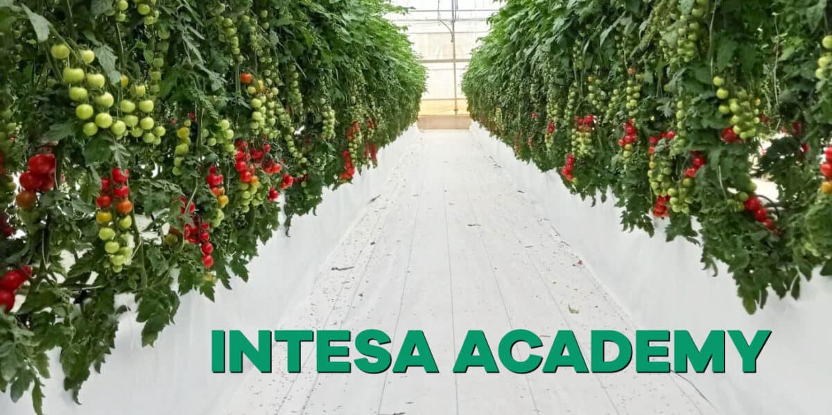 Intesa Academy