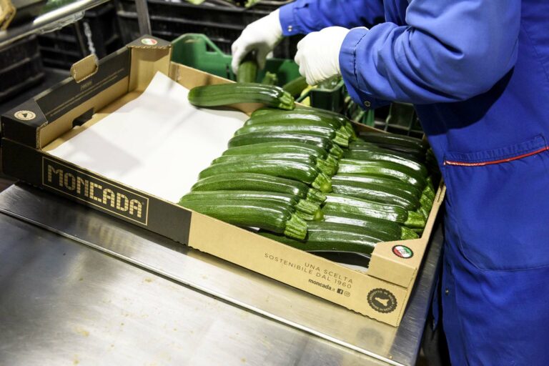 Zucchini box in cardboard