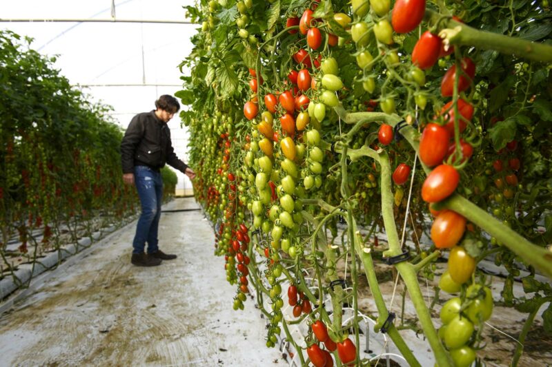 PGI datterino tomato of Pachino