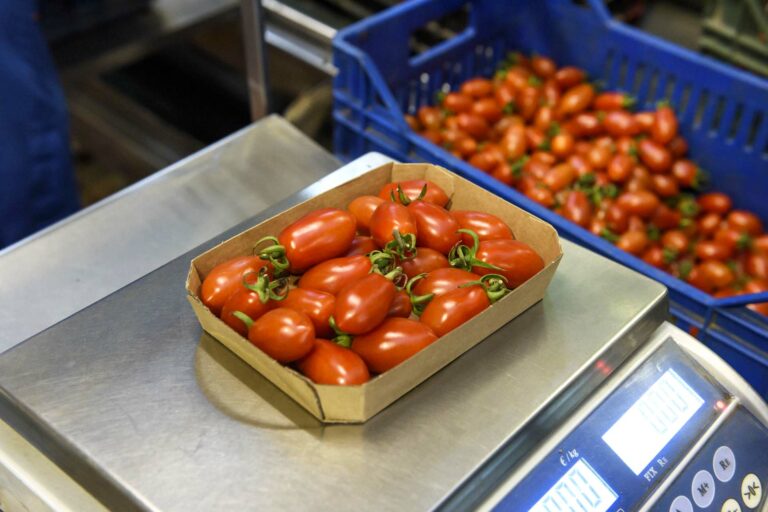 Cardboard datterino tray