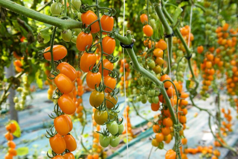 Orange datterino tomato