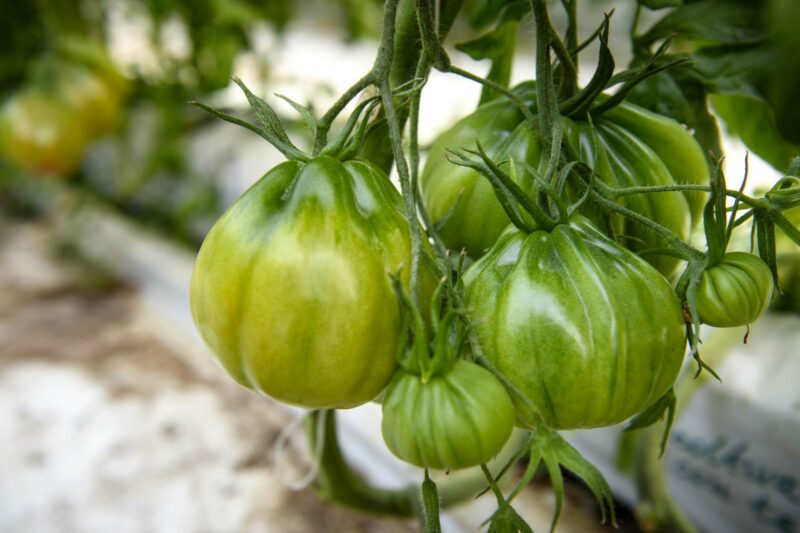 Beefsteak tomato