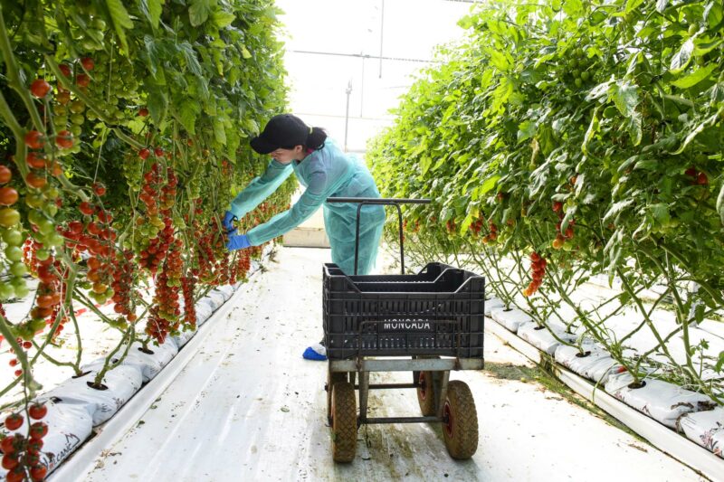 Red cherry harvest