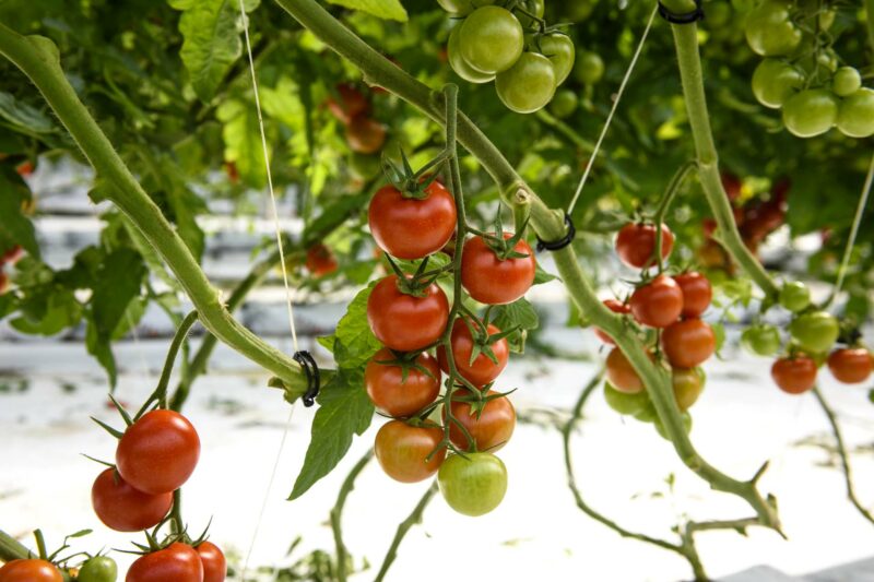 Bunch of tomatoes