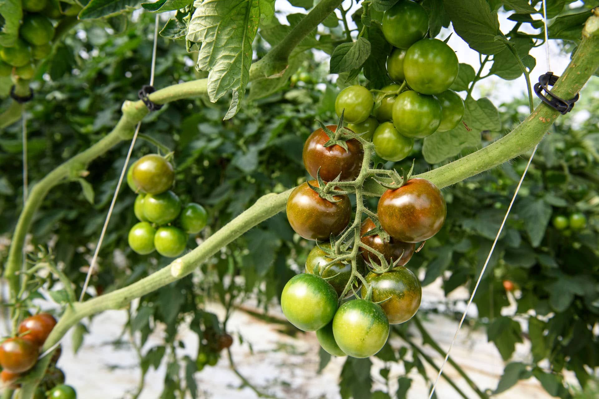 iLcamone quello vero